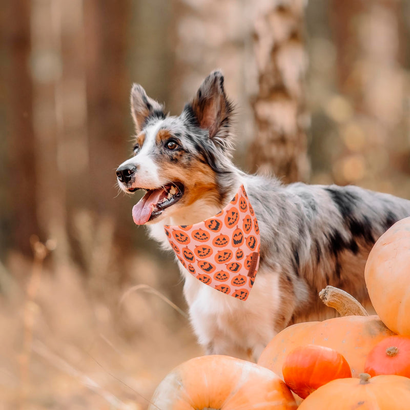 ADOGGYGO Halloween Dog Bandana