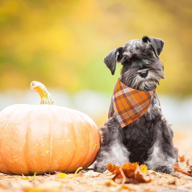 ADOGGYGO Halloween Dog Bandana