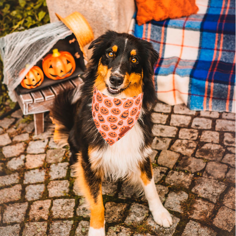 ADOGGYGO Halloween Dog Bandana